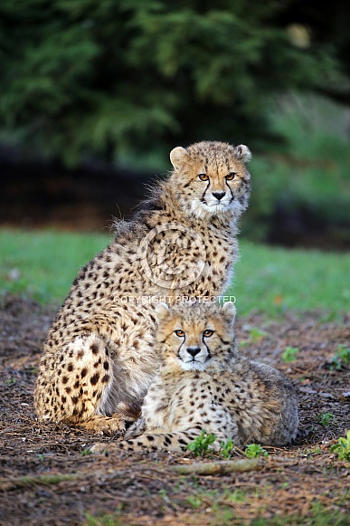 Cheetah (Acinonyx jubatus) Cheetah (Acinonyx jubatus)