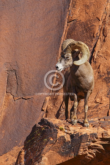 Big Horned Sheep looking