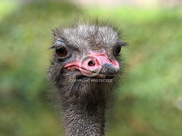 Ostrich (STRUTHIO CAMELUS) Ostrich (STRUTHIO CAMELUS)