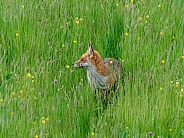 Red fox - standing in long grass, looking sideways