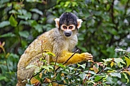 Squirrel monkey on tree