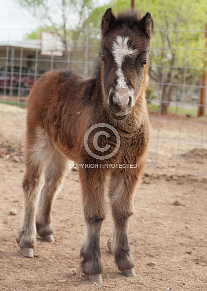 Equus ferus caballus, horse, pony