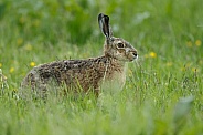Hare