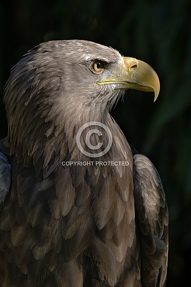 White Tailed Eagle White Tailed Eagle
