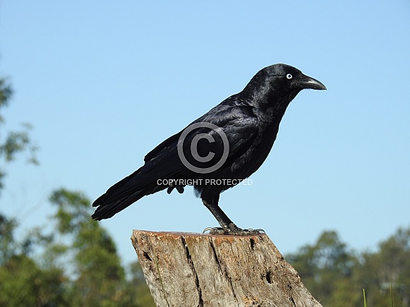 Torresian Crow