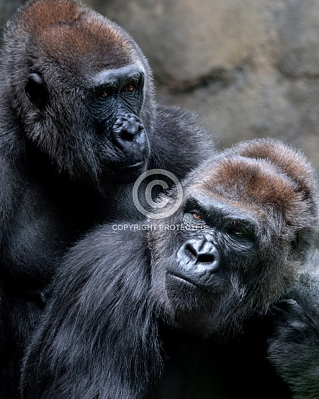Western Lowland Gorilla