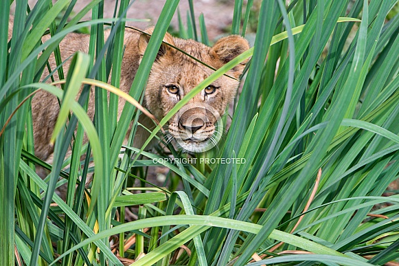 Young Lion