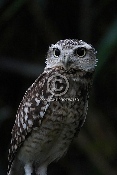 Burrowing owl