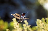 Anna Hummingbird