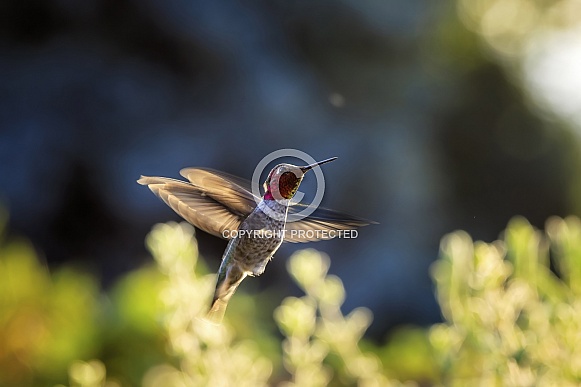 Anna Hummingbird Anna Hummingbird