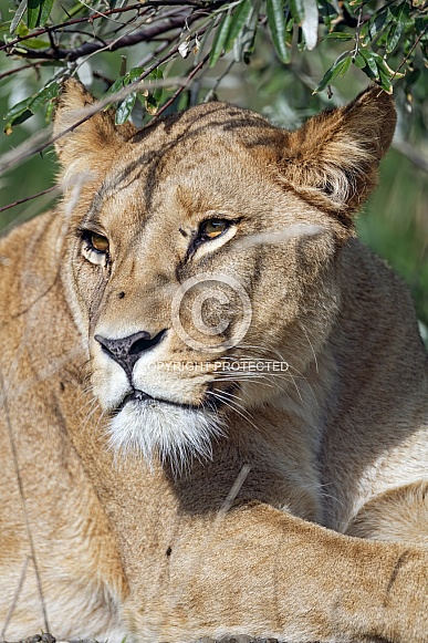 Lioness portrait