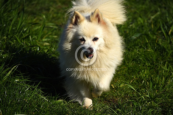 German Spitz Dog