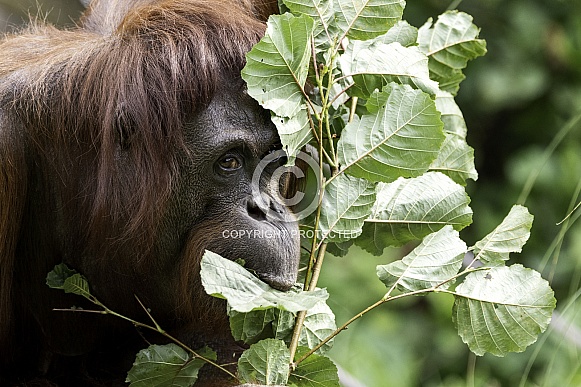 Bornean Orangutan Eating Leaves