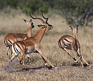 Male Impala - Botswana