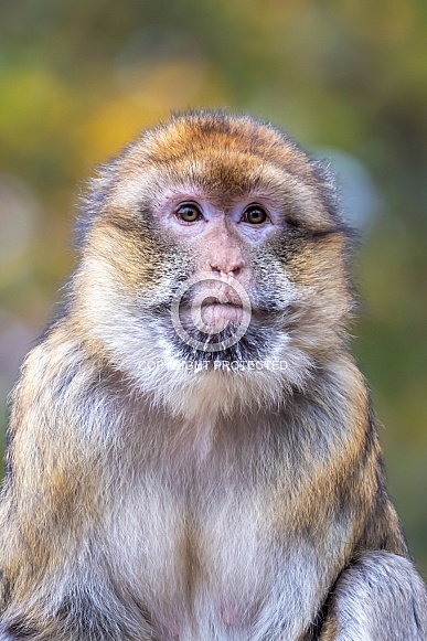 Barbary macaque (Macaca sylvanus) Barbary macaque (Macaca sylvanus)