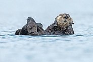 Seaotter at Alaska