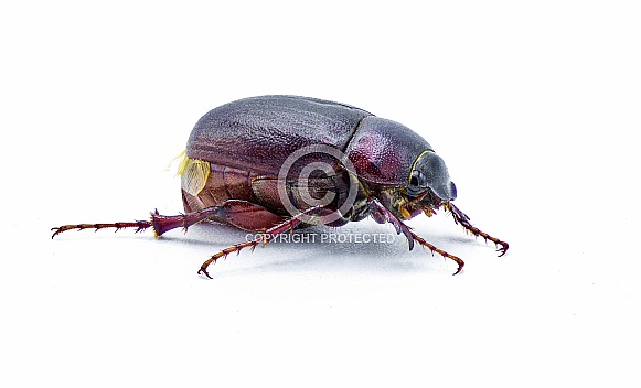 Brown June beetle bug insect - Diplotaxis punctatorugosa - a scarab found in Florida, isolated on white background side profile view