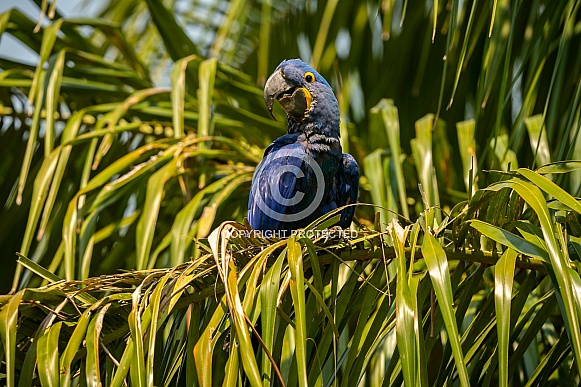 hyacinth macaw close up on a palm tree in the nature habitat