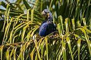 hyacinth macaw close up on a palm tree in the nature habitat