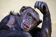 Chimpanzee (Pan troglodytes)