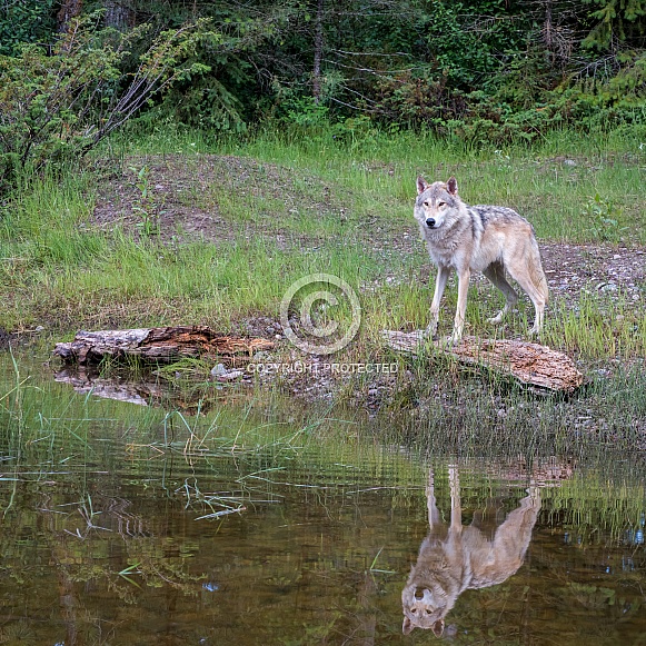 Tundra Wolf Reflection