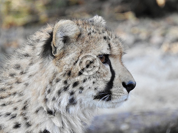 Cheetah juvenile
