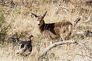 Odocoileus hemionus, mule deer