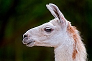 Llama