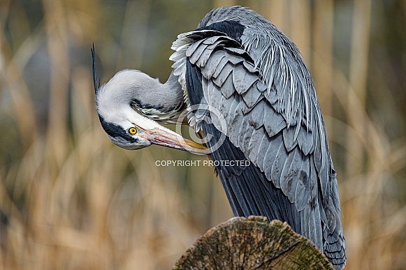 Heron Heron