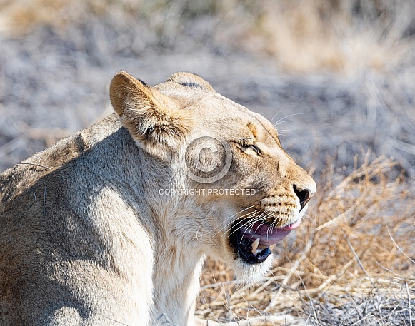 Female Lion