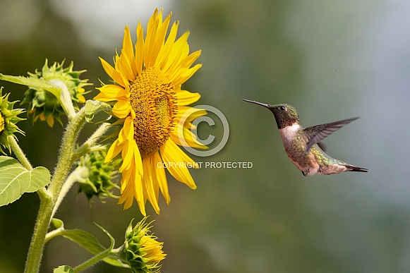 Mr. Ruby Throated Hummingbird and sunflower