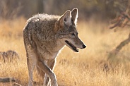 Coyote, Canis Latrans