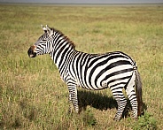Morning light on a young male zebra