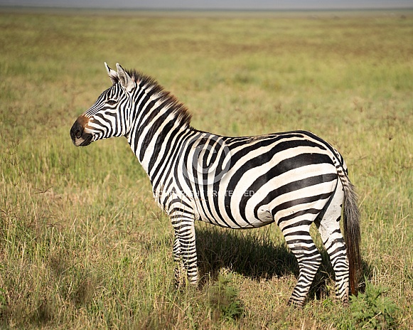 Morning light on a young male zebra
