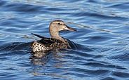 Female American Wigeon Duck Swimming