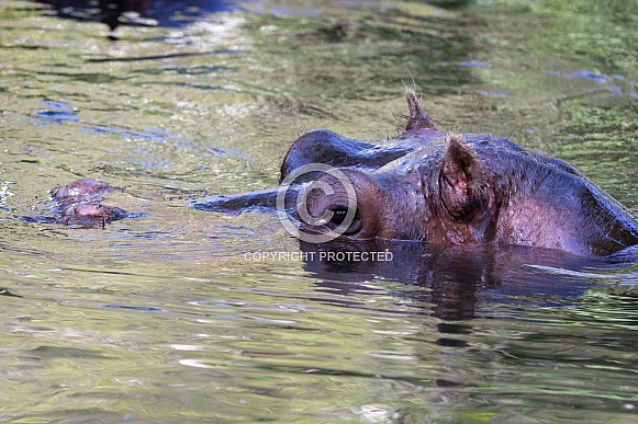 Hippopotamus Hippopotamus