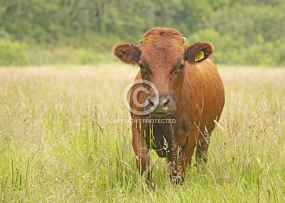 Dexter Cattle
