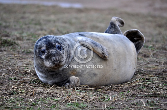 Grey Seal Pup (Halichoerus grypus)