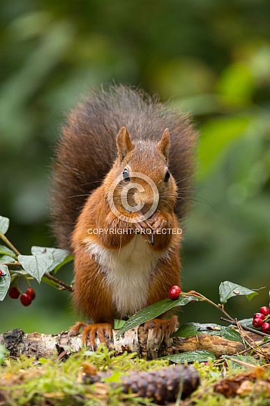 Red Squirrel