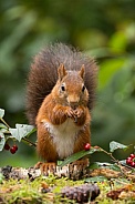 Red Squirrel