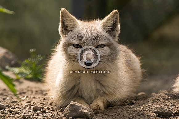Corsac Fox (Vulpes Corsac) Corsac Fox (Vulpes Corsac)