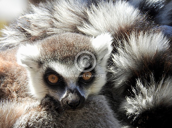 Ring-tailed lemur Ring-tailed lemur