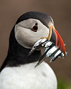 Puffin with eels