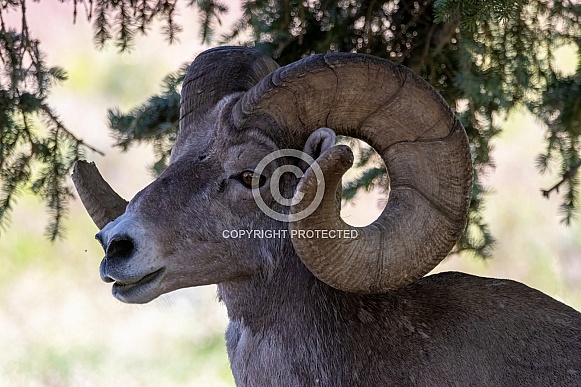 Big Horn Rams