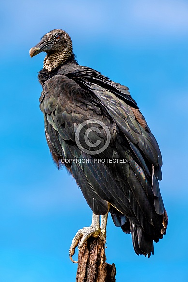 Black Vulture