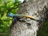 Blue headed tree agama