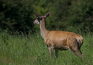 Red Deer