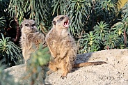 Meerkats (Suricata suricatta)