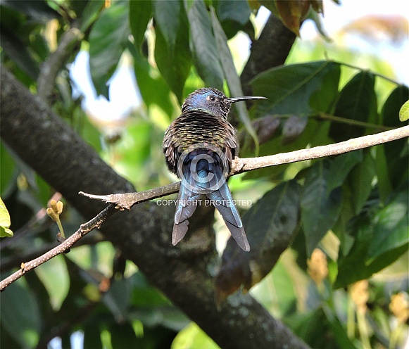 Sapphire Spangled Emerald Hummingbird Sapphire Spangled Emerald Hummingbird