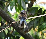 Sapphire Spangled Emerald Hummingbird